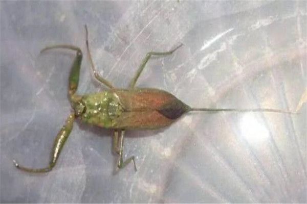 ˮЫ�ӳ�ʲô����ͼƬ ��Һ�ܽ������ڻ�,���峤���ж೤