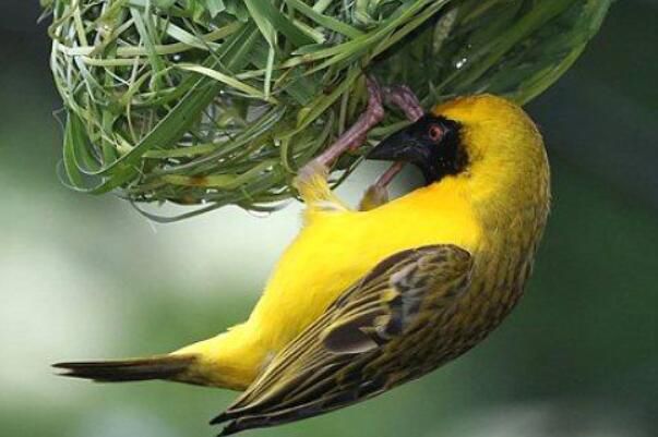 ֯����Ϊʲô��֯������ ֯�������ͼƬ