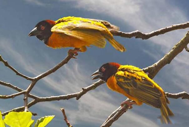 ֯����Ϊʲô��֯������ ֯�������ͼƬ