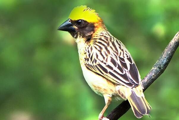 ֯����Ϊʲô��֯������ ֯�������ͼƬ