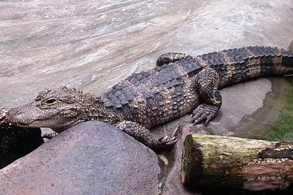 �����������ϼ�� �Ϳ�����ͬʱ���������峤����