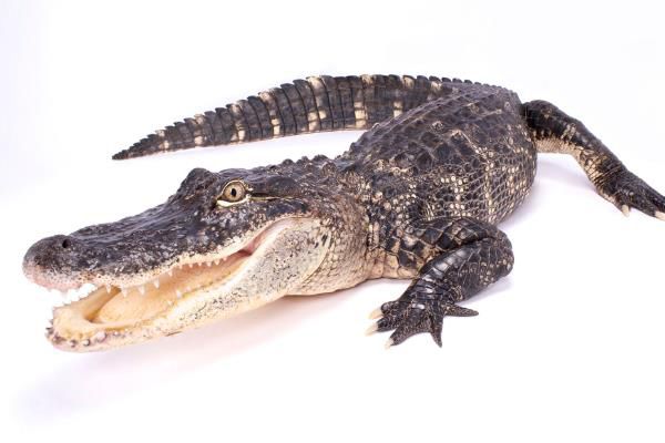 扬子鳄的资料简介 和恐龙是同时代的生物体长多少