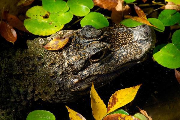 扬子鳄的资料简介 和恐龙是同时代的生物体长多少