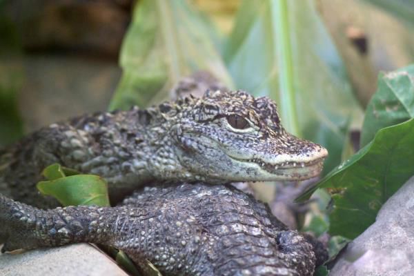 扬子鳄的资料简介 和恐龙是同时代的生物体长多少