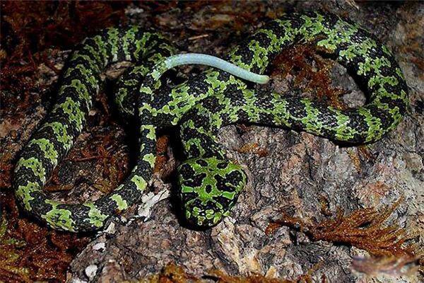 ����ͷ�߶���Ǯһ�� çɽ����ͷ�����й�����