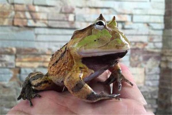 ��������Ϊʲô���� ������������Ҫע��ʲô