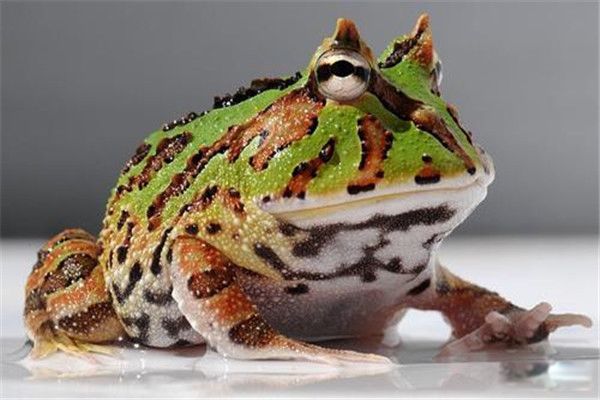 ��������Ϊʲô���� ������������Ҫע��ʲô