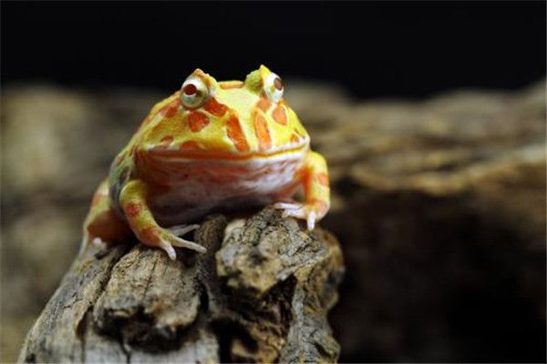 ��������Ϊʲô���� ������������Ҫע��ʲô