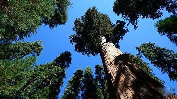 ��������ߵ�����������,��߿ɴ�156�� ����������֮һ