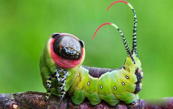 ��������ɰ��ĺֲܿ��Ķ�����ʲô���� ���Ǻ�����ɰ���С��ͷ