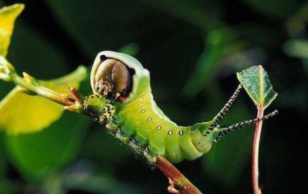 ��������ɰ��ĺֲܿ��Ķ�����ʲô���� ���Ǻ�����ɰ���С��ͷ