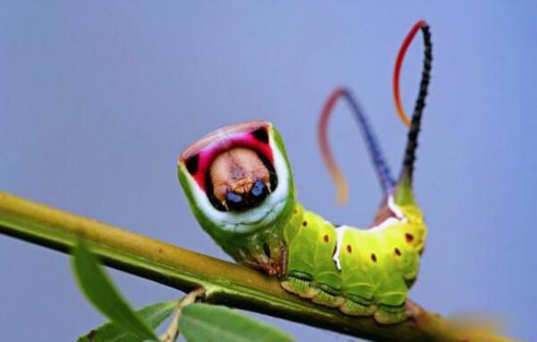 ��������ɰ��ĺֲܿ��Ķ�����ʲô���� ���Ǻ�����ɰ���С��ͷ