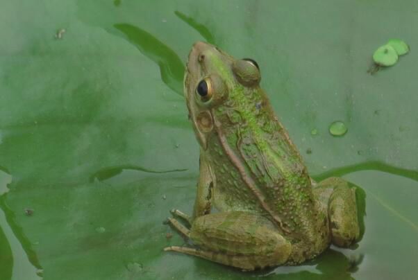 ���ܵ�jj��ʲô����ͼƬ �ų����ܵĵ������ȴ��Ȳ���չ����