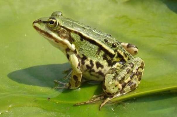 ���ܵ�jj��ʲô����ͼƬ �ų����ܵĵ������ȴ��Ȳ���չ����