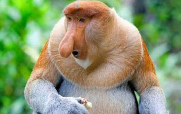 ��������ɰ��ĺֲܿ��Ķ�����ʲô���� ���Ǻ�����ɰ���С��ͷ