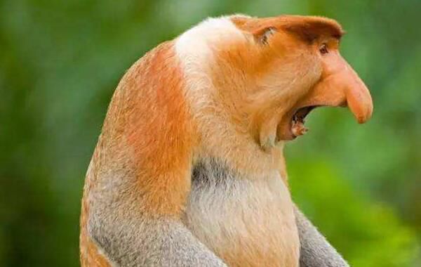 ��������ɰ��ĺֲܿ��Ķ�����ʲô���� ���Ǻ�����ɰ���С��ͷ