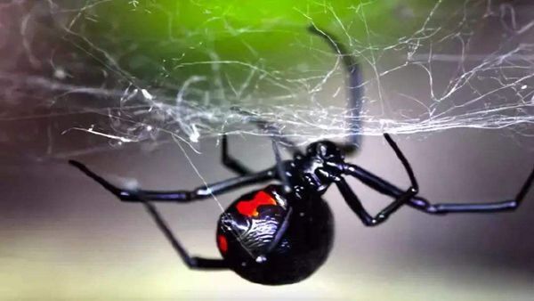 �����ڹѸ�����������ɭ������˹��˭ ��ɱ�˶�����