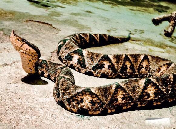 ���������岽���� �岽�߶����ж��