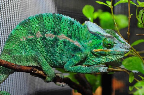 ��ɫ����ɫ��ԭ����ʲô ��ɫ����ɫ��ԭ��