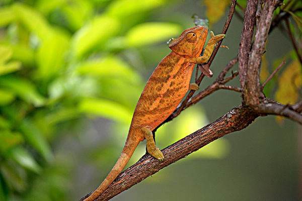 变色龙变色的原理是什么 变色龙变色的原因