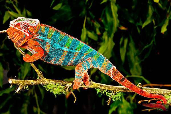 变色龙变色的原理是什么 变色龙变色的原因