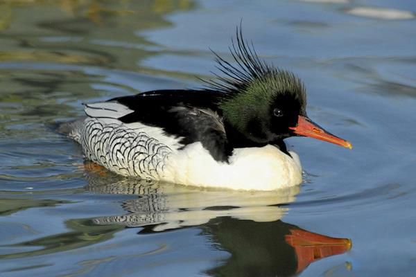 �л���ɳѼ�ж���� �л���ɳѼ���й�������