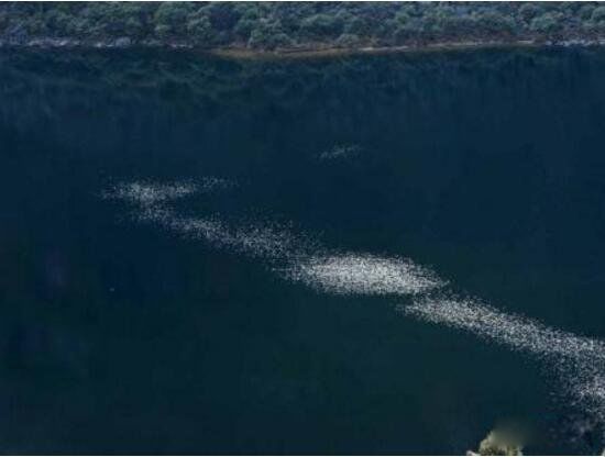 广东水怪的真实身份 广东水怪之谜的真相是什么