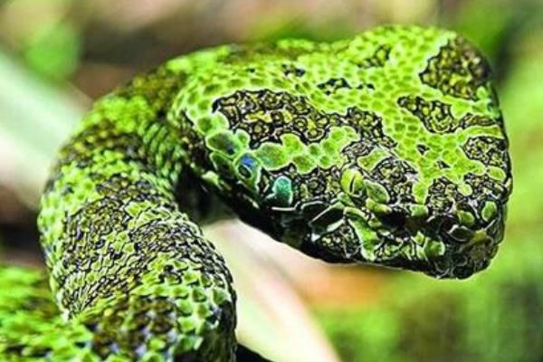 ��ͷ����ʲô���ӵ� ��ͷ�������Ķ�����