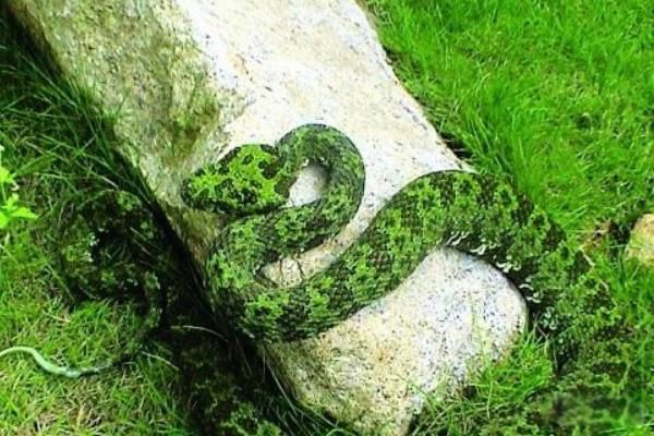 ��ͷ����ʲô���ӵ� ��ͷ�������Ķ�����