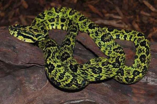 ��ͷ����ʲô���ӵ� ��ͷ�������Ķ�����