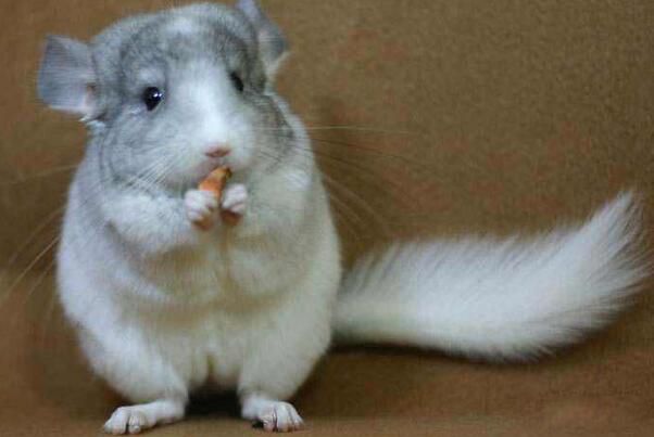 ��������������è�� ������������˵�Σ��?�Ƿ�ҧ��