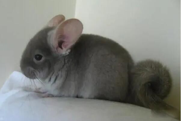 ��������������è�� ������������˵�Σ��?�Ƿ�ҧ��