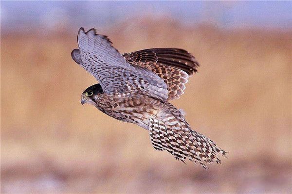 游隼是什么动物 游隼的天敌是什么动物