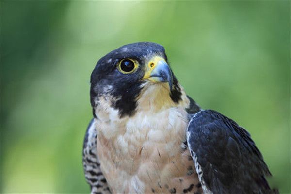 ������ʲô���� �����������ʲô����