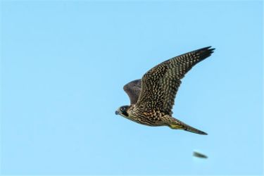 ������ʲô���� �����������ʲô����