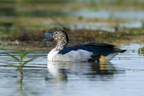 ��Ѽ��ʲô���� ��Ҫ�ֲ�������