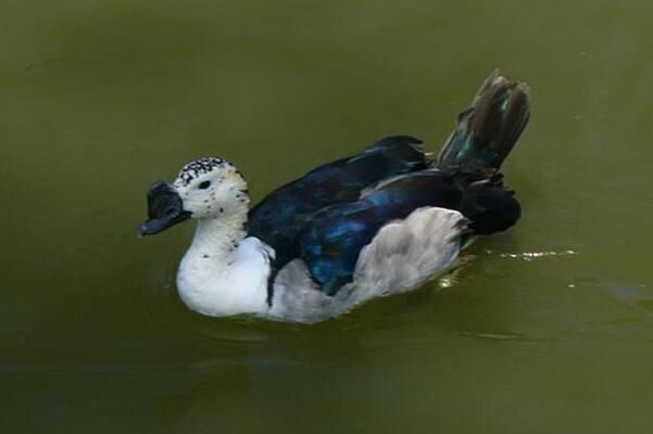 ��Ѽ��ʲô���� ��Ҫ�ֲ�������