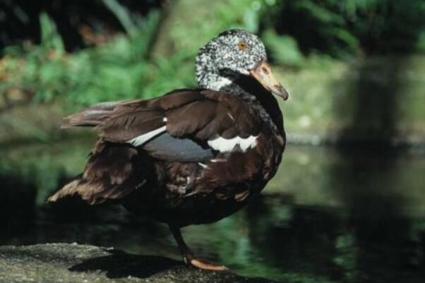 ��Ѽ��ʲô���� ��Ҫ�ֲ�������