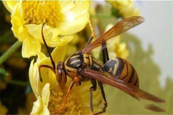 �ձ���Ʒ�ͼƬ�ж඾ ���䷱ֳ�ķ�ʽ��ʲô