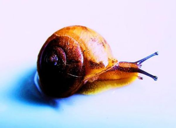 ���������Ķ����������ٶ� �㽶�����ÿСʱ0.2Ӣ��