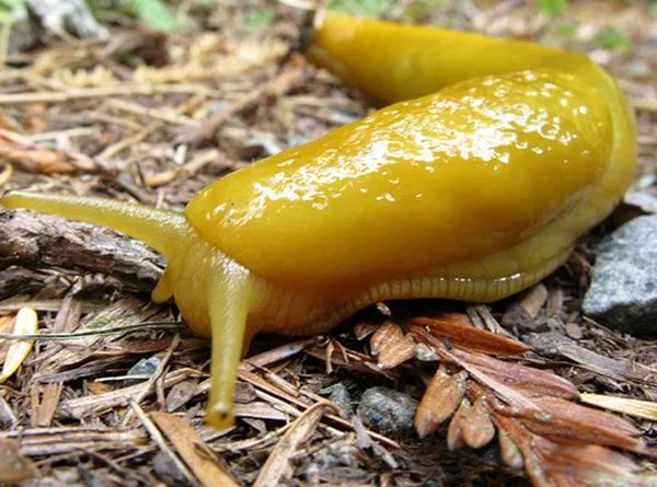 ���������Ķ����������ٶ� �㽶�����ÿСʱ0.2Ӣ��