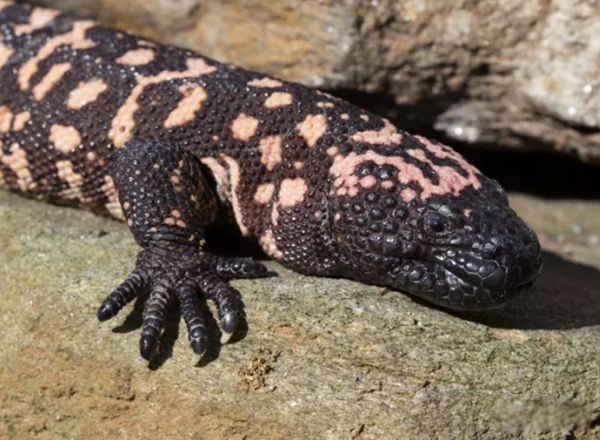 ���������Ķ����������ٶ� �㽶�����ÿСʱ0.2Ӣ��