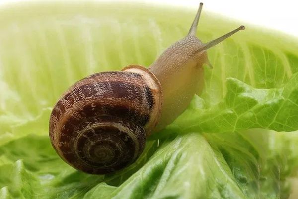 ���������Ķ����������ٶ� �㽶�����ÿСʱ0.2Ӣ��