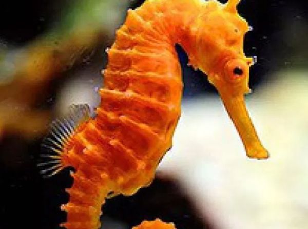 ���������Ķ����������ٶ� �㽶�����ÿСʱ0.2Ӣ��