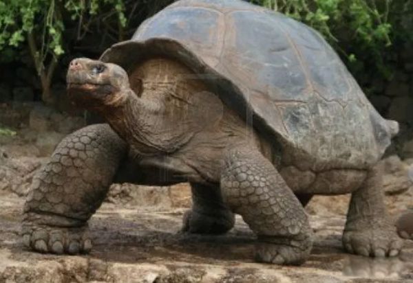 ���������Ķ����������ٶ� �㽶�����ÿСʱ0.2Ӣ��