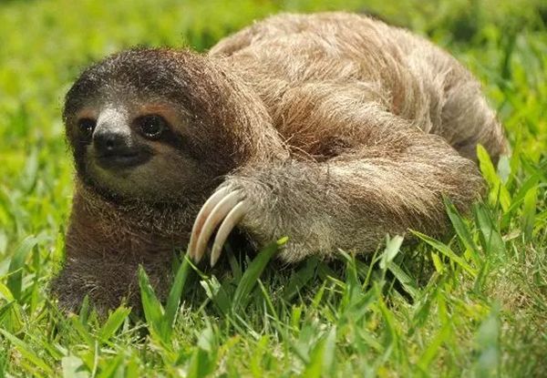 ���������Ķ����������ٶ� �㽶�����ÿСʱ0.2Ӣ��