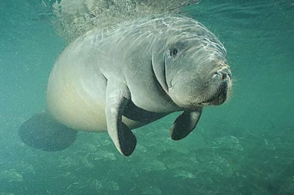 ���������Ķ����������ٶ� �㽶�����ÿСʱ0.2Ӣ��