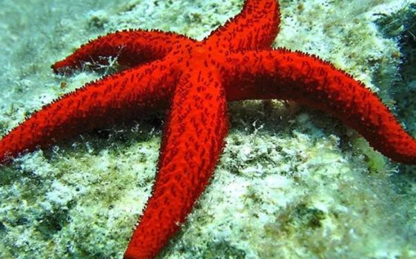 ���������Ķ����������ٶ� �㽶�����ÿСʱ0.2Ӣ��