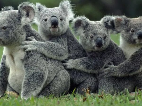 ���������Ķ����������ٶ� �㽶�����ÿСʱ0.2Ӣ��