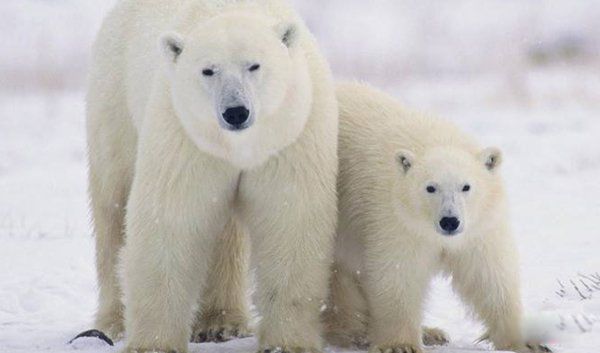 �����������仯���� �����ܽ��������������